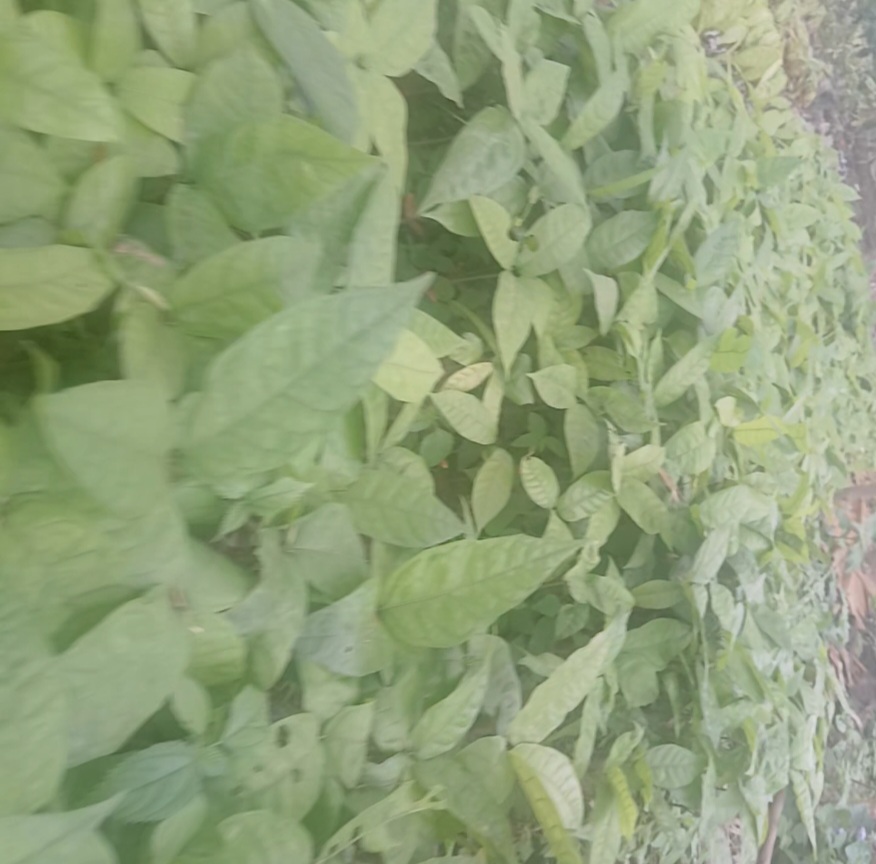 Hybrid cocoa seedlings