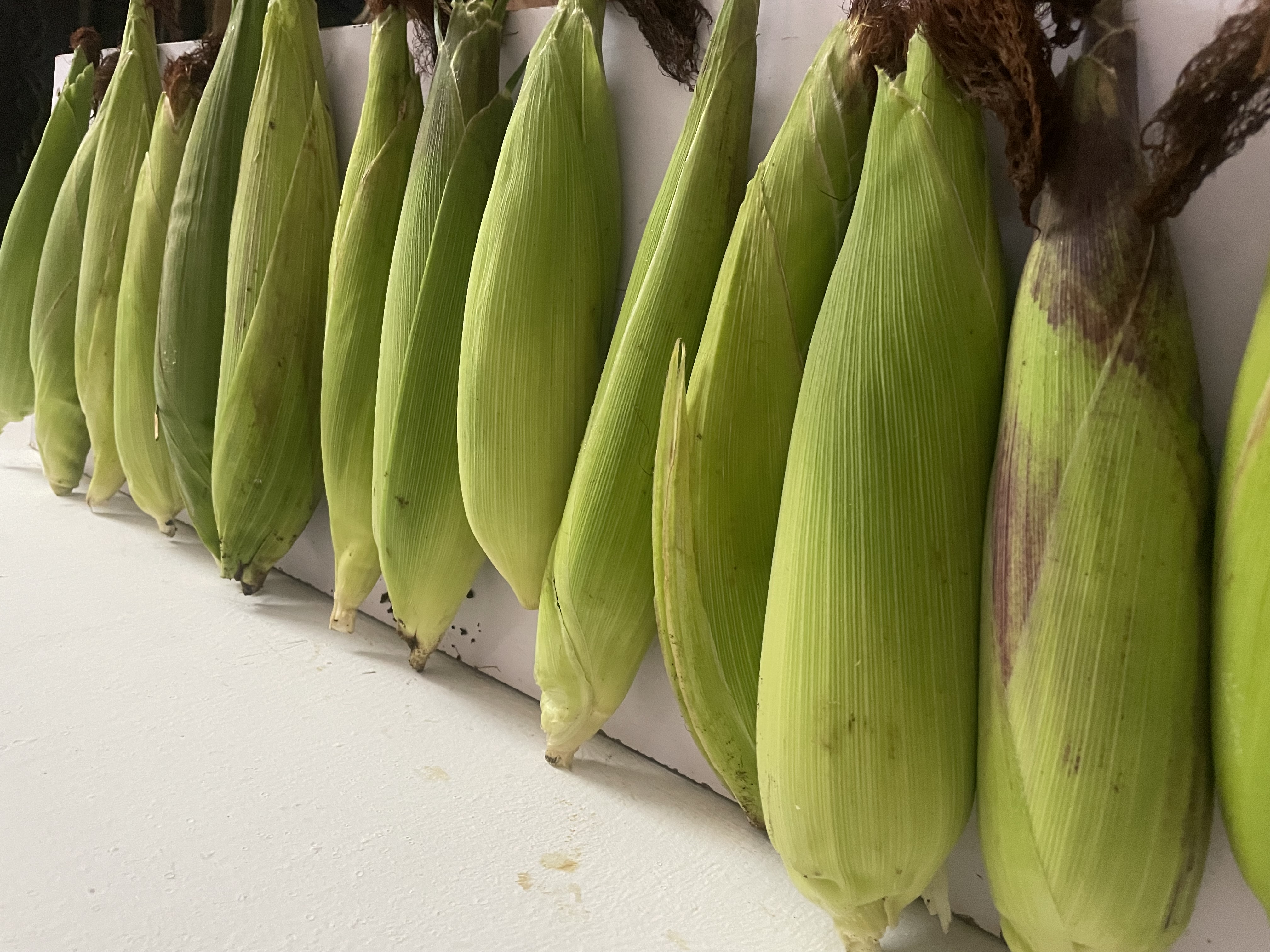  Fresh Corn 