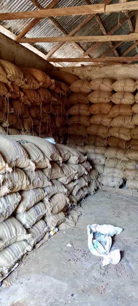  Our cocoa beans are sourced directly from the rich soils of Cross River, Nigeria — known for producing some of West Africa's finest cocoa. Carefully harvested and sun-dried to preserve flavor and quality. Available for bulk export. We offer competitive pricing, consistent supply, and fast logistics. 